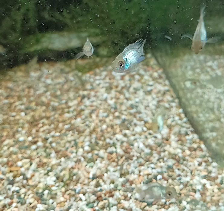 Andinocaras Pulcher "Electric Blue" (5 cm)