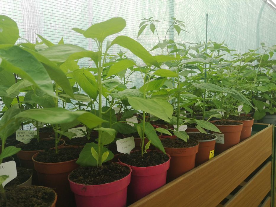 Plantas de Malaguetas
