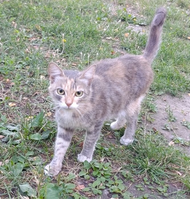 Кошечка в хорошие руки