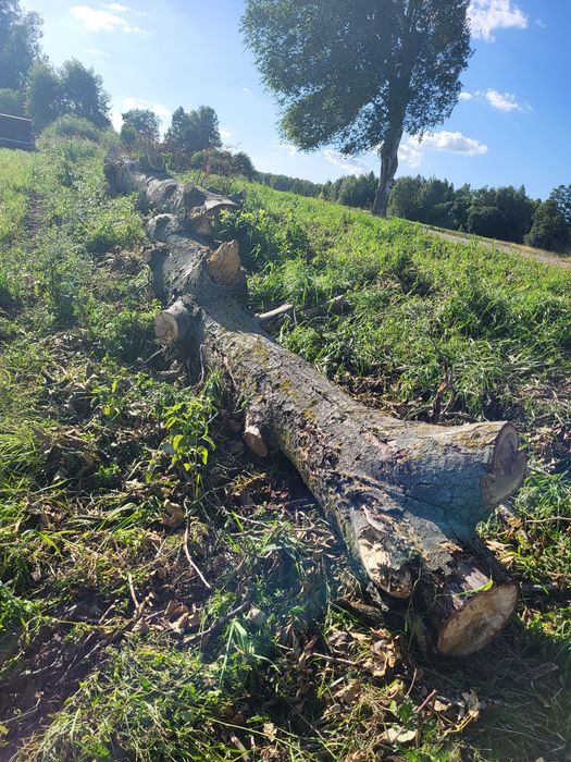 Sprzedam drzewo topola kanadyjska