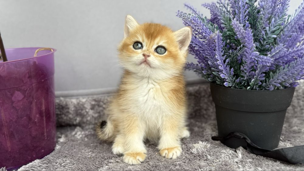 Маленьке чудо кошенятко  британчик шиншилла