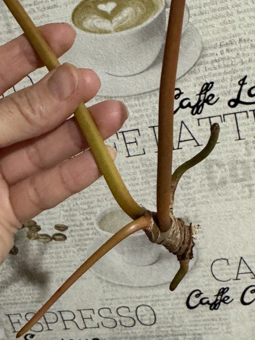 Филодендрон Биллитау (Philodendron billietiae) от вар