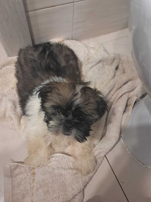 Shih Tzu szczeniaki