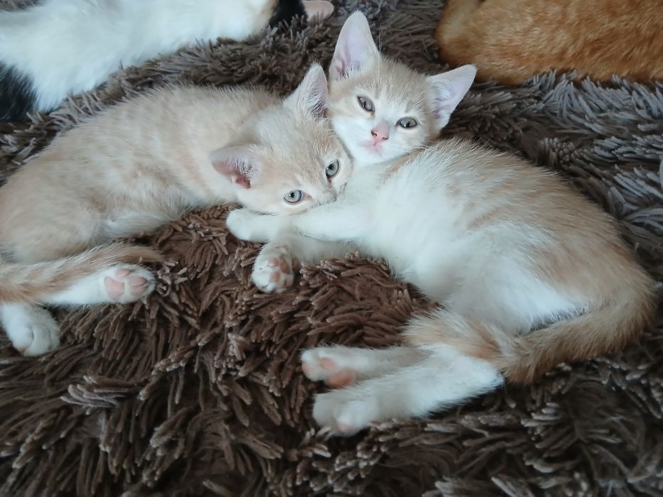 Віддам в добрі руки 2 рижулі - дівчинки