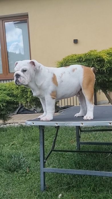 Buldog angielski  pies ZKwP  FCI