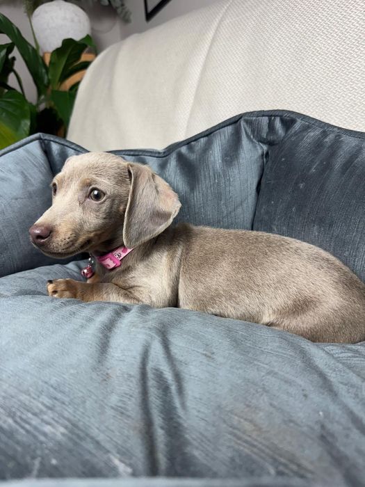 jamnik miniaturowy suczka