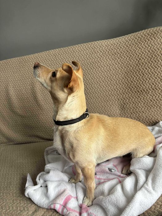 Oddam za darmo w dobre ręce