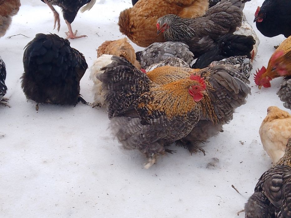 Кохінхін карликовий