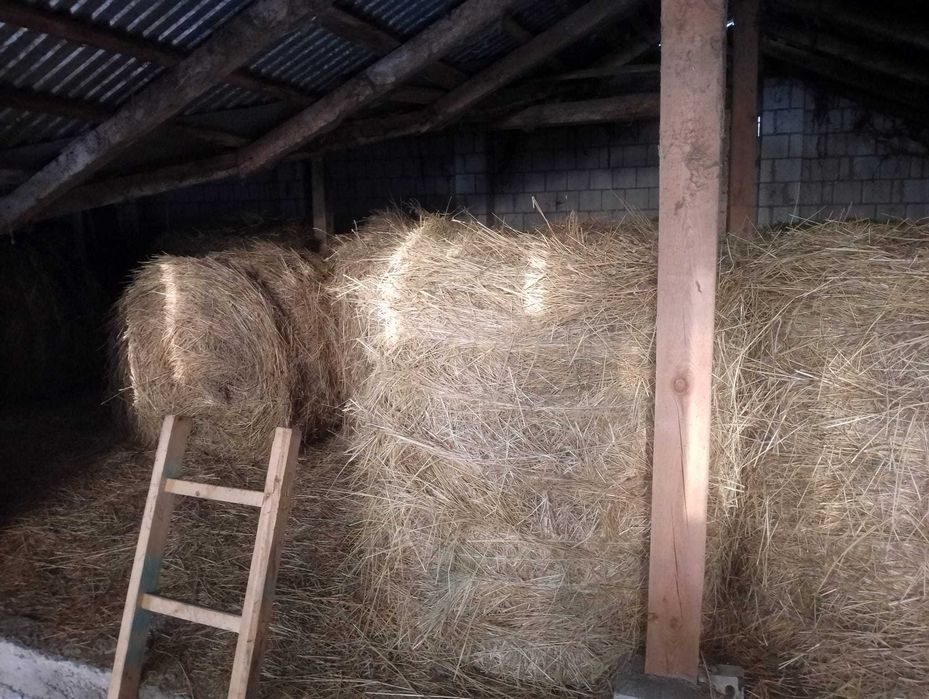 Sprzedam siano skos 2025