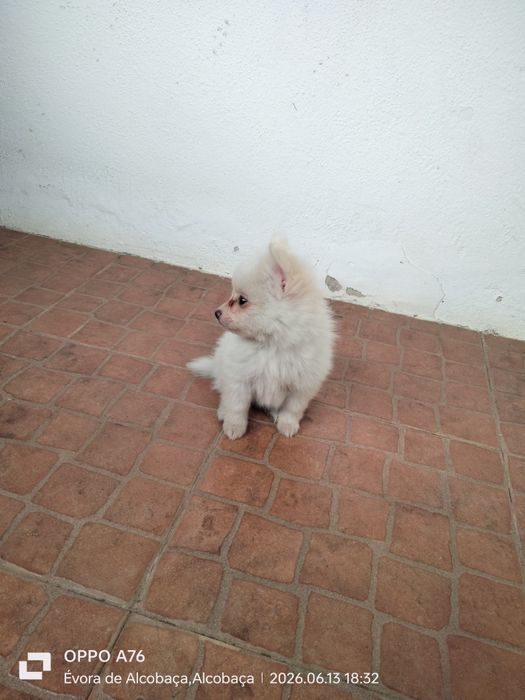 Spitz alemão ( macho) lulu