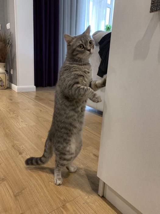 Подарю кошечку..