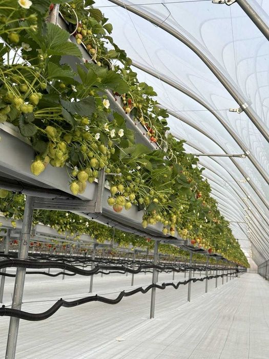 Rynny uprawowy do truskaweki