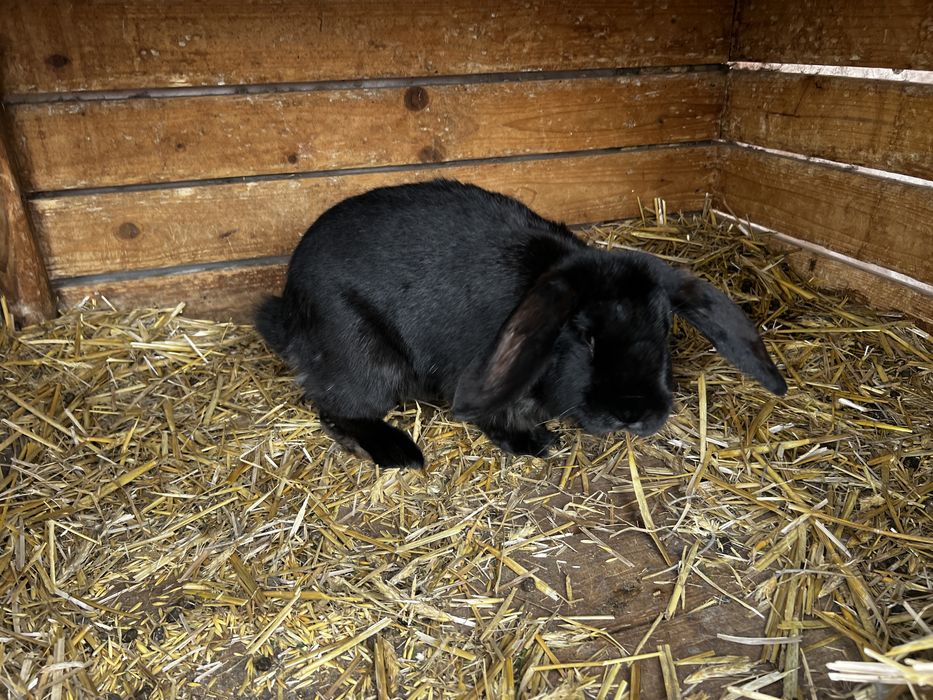 Baran francuski samica