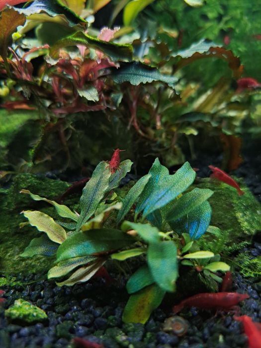 Bucephalandry piękne rosliny z BORNEO.