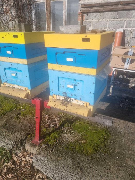 Sprzedam przezimowane rodziny pszczele