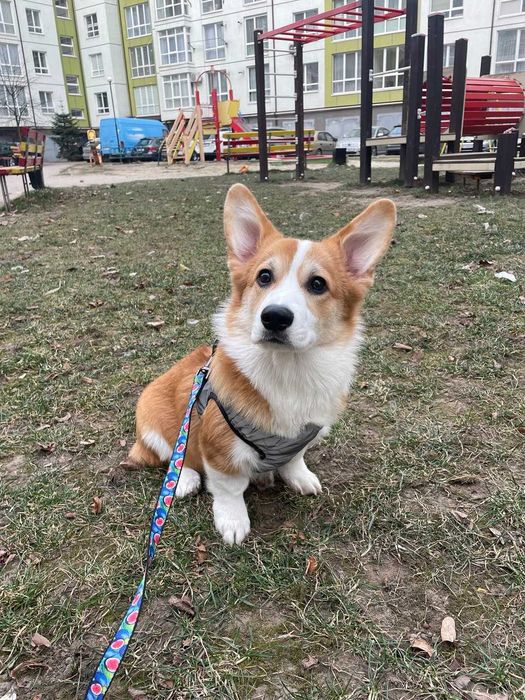 Кобель Вельш-Коргі Пемброк для вʼязки