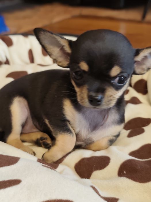 Chihuahua Suczka krótkowłosa