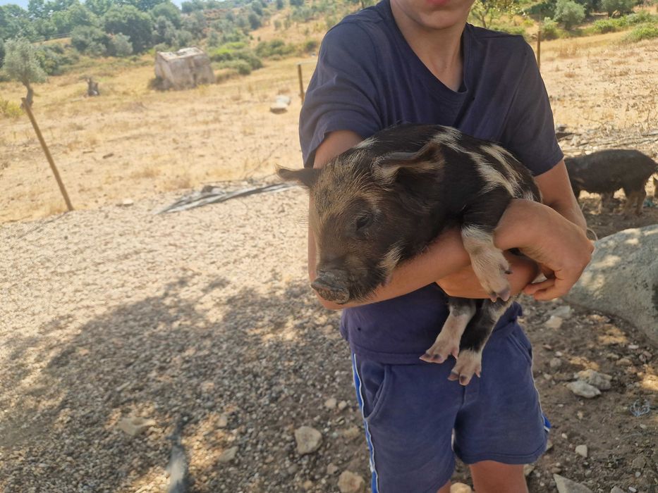 Porcinhos de kunekune
