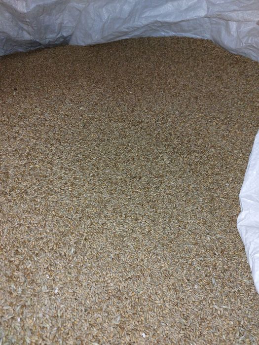 Pszenica  jara i ozima.