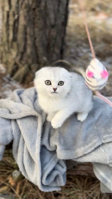 Висловушка киця срібна шиншила дівчинка шотландська