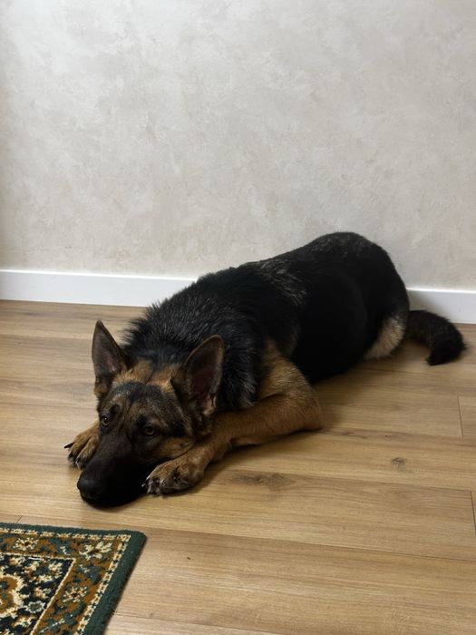 Цуценята німецької вівчарки короткошерсті