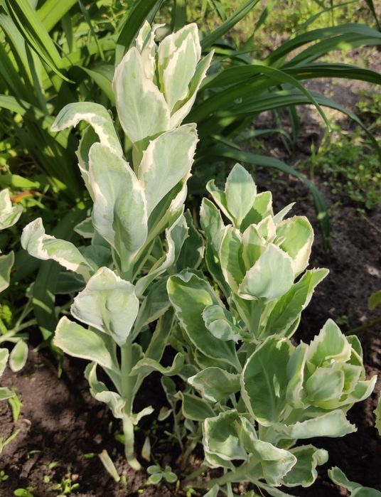 очиток, седум варієгатний, посухостійкі рослини