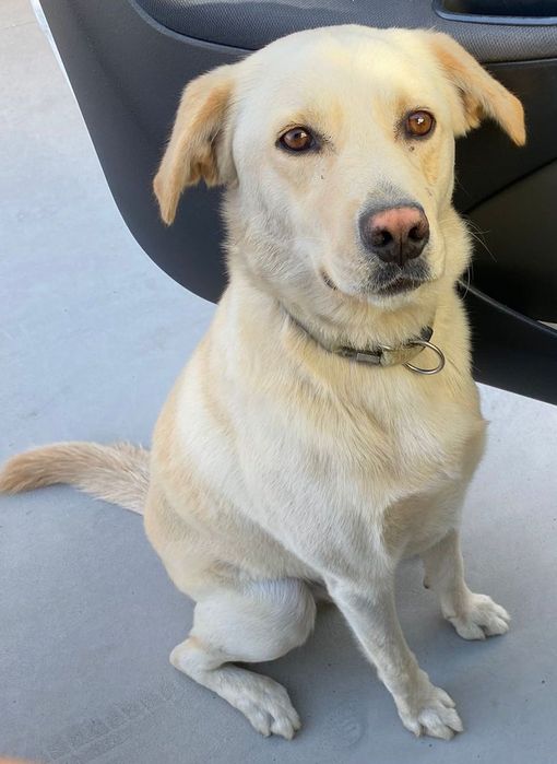Labrador para adoção responsável