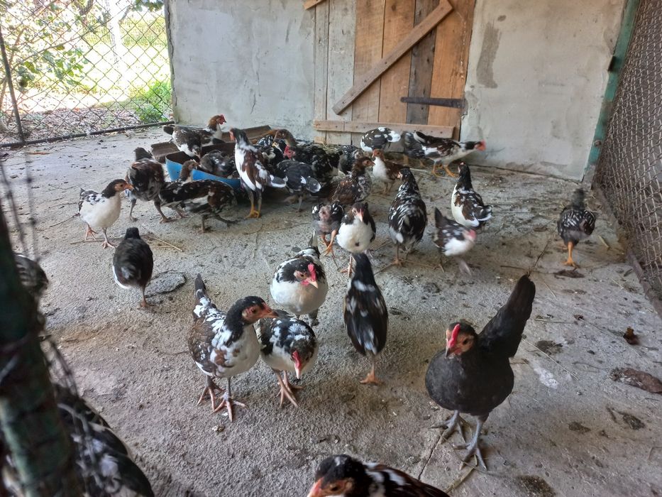 Курчата бентамки карликові чисто кровні (Американка)