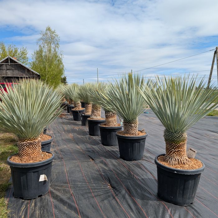 Yucca rostrata wys. 120/140cm, sprawdź inne ogłoszenia!