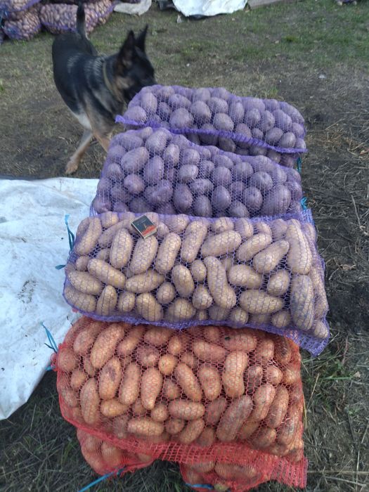 Продам картоплю власного вирощування