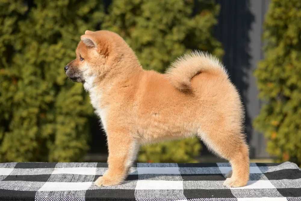 Shiba Inu disponível