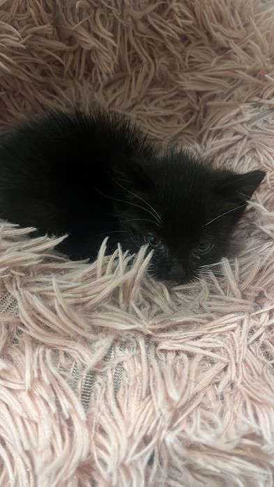 Gatinha bebé para adopção