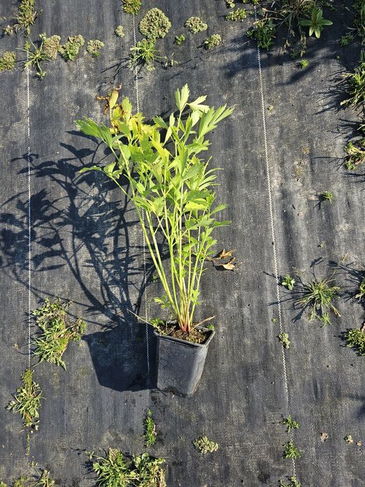 LUBCZYK Należący do roślin wieloletnich lubczyk to aromatyczne ziele