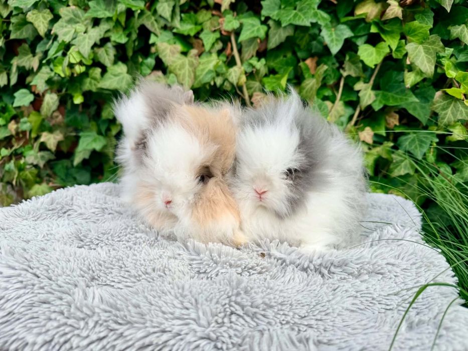 Króliki Teddy puszyste metryka