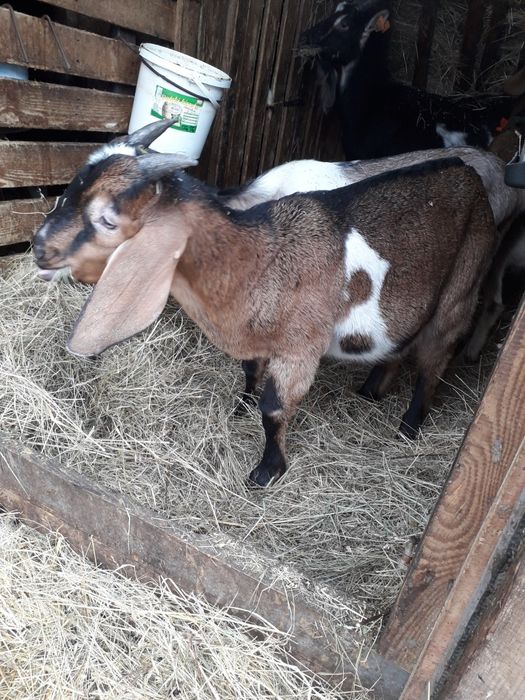 Koziołki anglonubijskie i la Manche