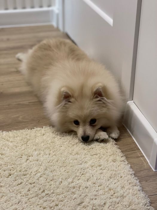 Злучка померанського шпіца