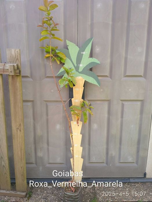 Arvores de Frutos (Tropicais, Sub-tropicais, Raras e de Coleçao