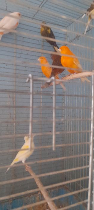 Sprzedam kanarki samice