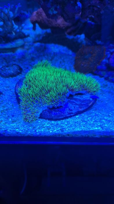 Coral mole green star polyp gsp
