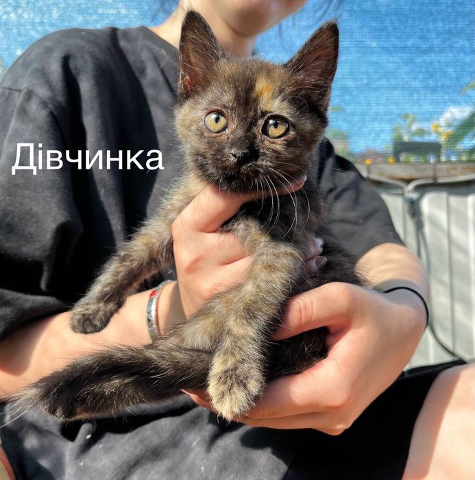 Кошенята в добрі руки