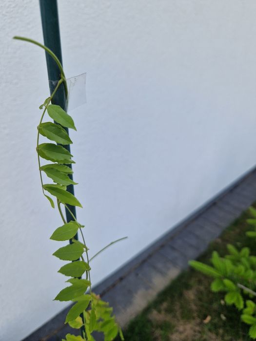 Krzew wisteria 103cm