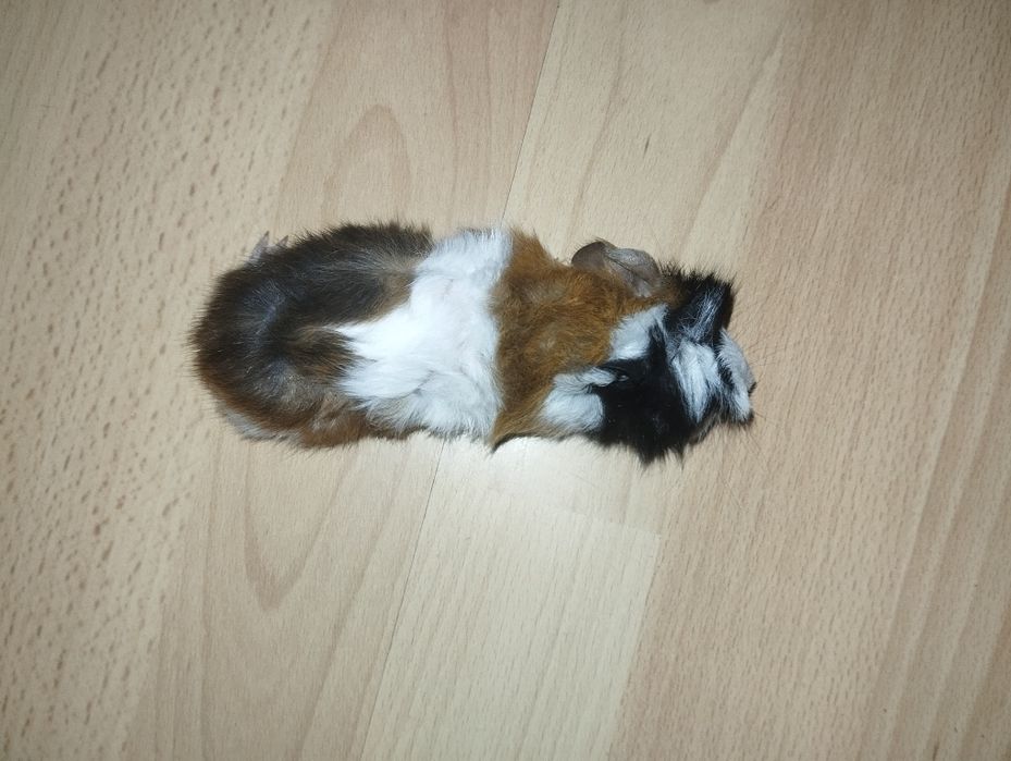 Świnki   Morskie