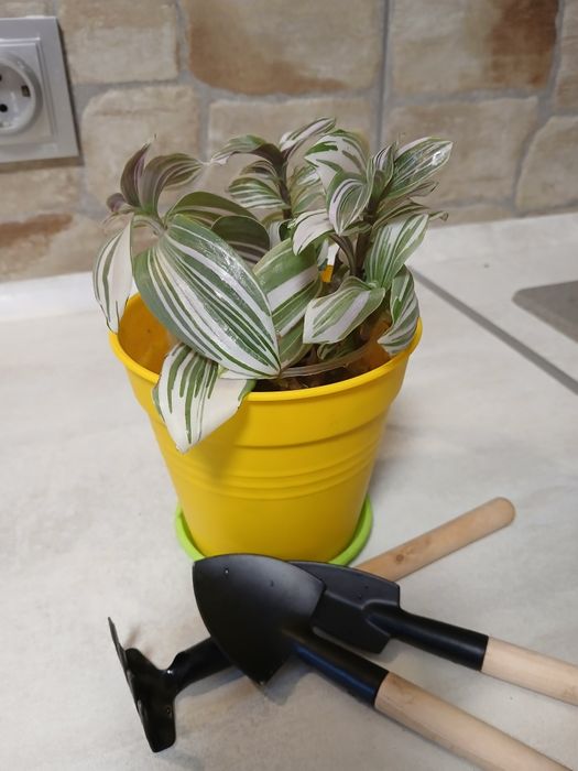 Продам цветы комнатные  традесканции