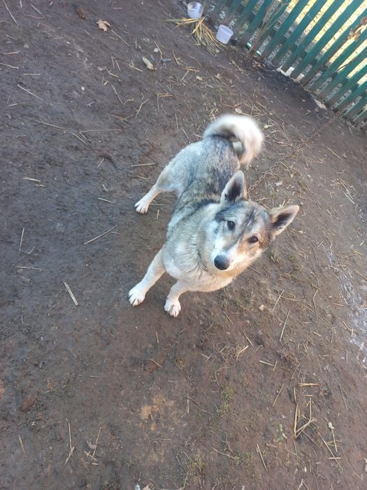 Лайка в добрі руки