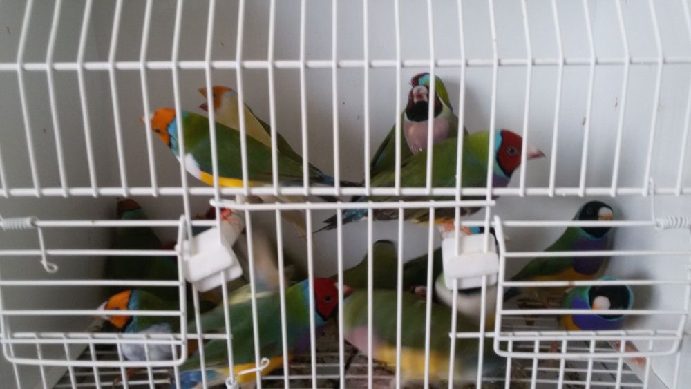 Vendo diamantes Gould
