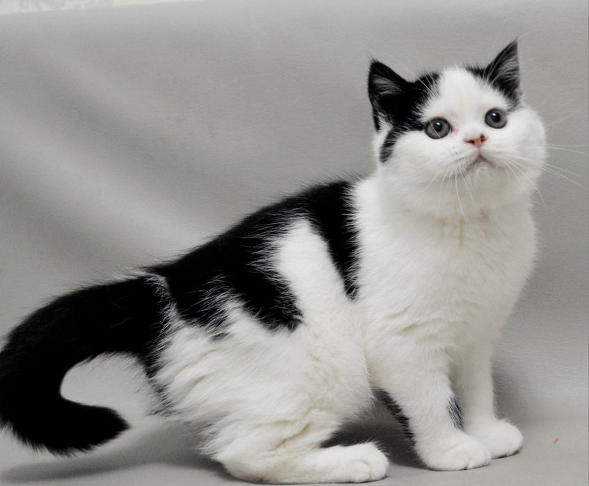 Шикарний шотландський прямовухий хлопчик з відмінним родовідом