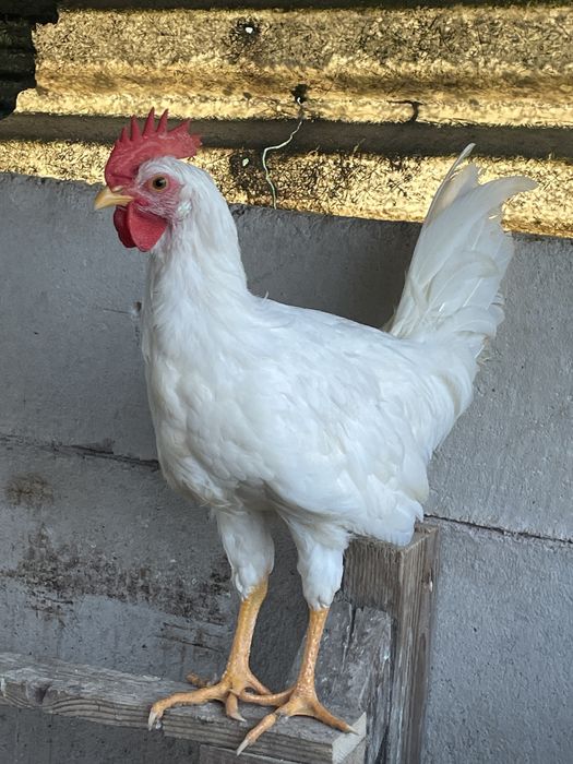 Galos leghorn white puros 9 disponiveis