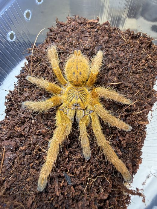 Pterinochilus murinus usambara samica 2,5dc