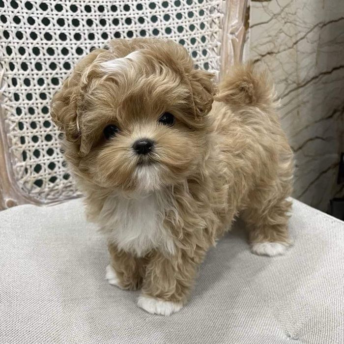 Мини мальтипу на любий смак