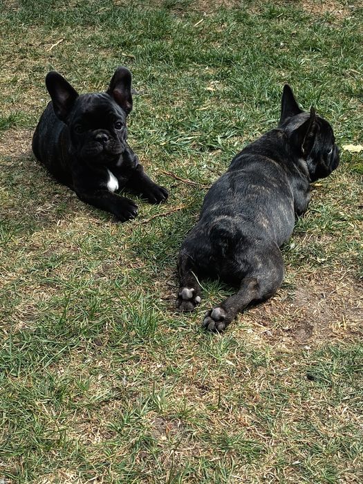 Buldog francuski - gotowe do odbioru